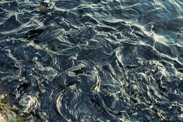 water and fish background, Black and blue color