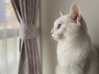 blue eyes white cat