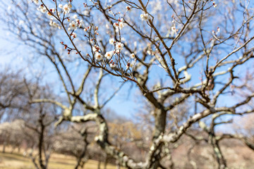 秩父ミューズパークの白梅