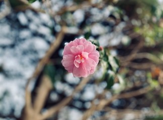 flower in the garden