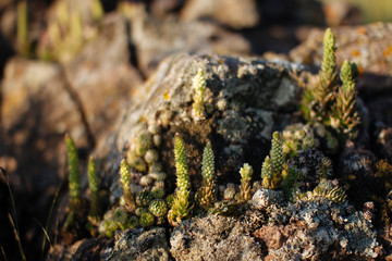 succulent from Khakassia