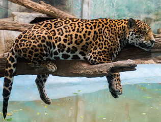 Leopard sleep at zoo