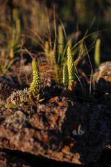 succulent from Khakassia