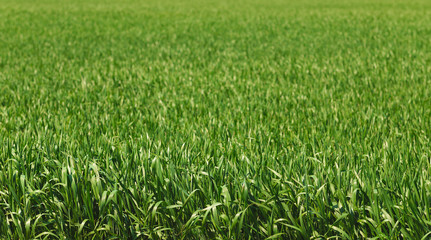 Green lawn pattern. Green grass texture for background