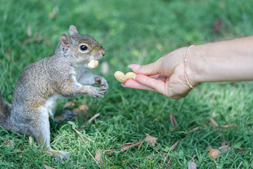 squirrel eating nut - 326069084