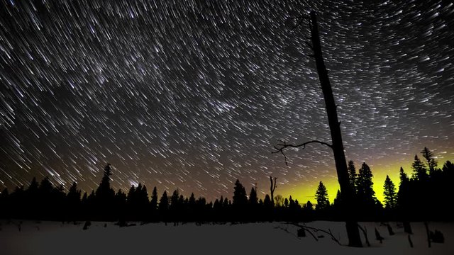 A star trail time lapse of the night sky with the Northern Lights in a winter forest setting.  A large dead tree is in the foreground and a line of silhouetted pine trees.  