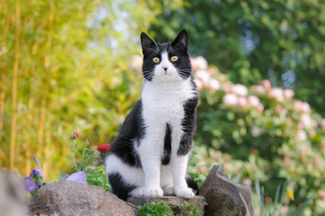 European Shorthair cat, tuxedo pattern black and white bicolor, sitting curiously on a stone wall in a flowery garden in spring