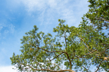 Fototapeta premium View of the sky from the coniferous forest.