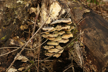 Polypore also known as Bracket Fungi growing on a tree trunk