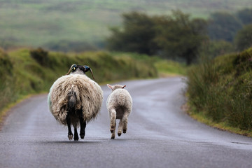 Mother sheep and young lamb trotting along a lane on the moors