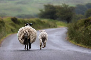 Deurstickers Moederschapen en jong lam dravend langs een laantje op de heide © Paul Steven