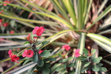 small pink flowers in the garden