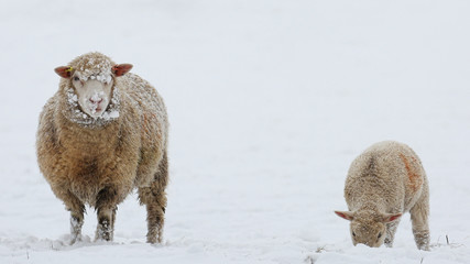 Mother sheep and young lamb in a field of white snow
