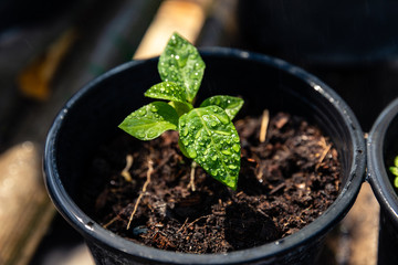 Green sprout growing out from soil in tree pot, water droplets on leaf