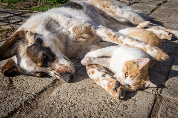 dog and kitten playing outside in the yard. dog and kitten friendship. puppy and kitten in a fun game.