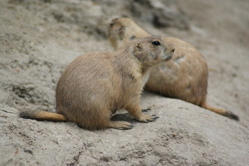 Prairie Dogs