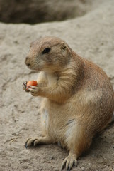 Prairie Dog