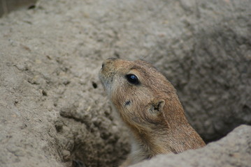 Prairie Dog