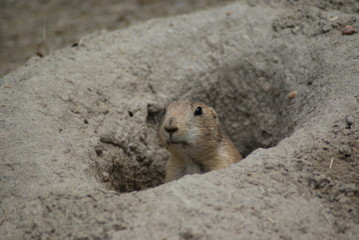 Prairie Dog