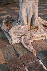 city tree roots