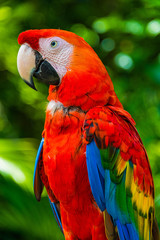 colorful macaw