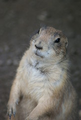 Prairie Dog