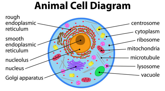 Diagram of an Animal Cell 