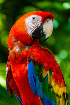 Red and Blue macaw
