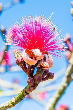 Shaving Bush Tree