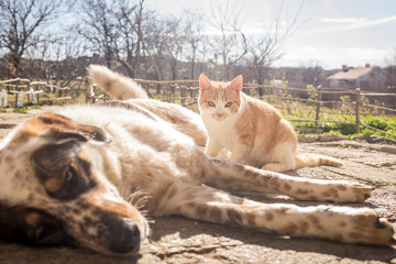 dog and kitten playing outside in the yard. dog and kitten friendship. puppy and kitten in a fun game.