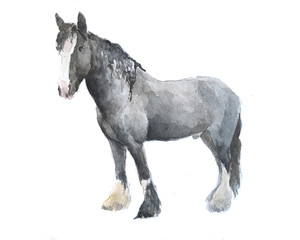 Hand drawn watercolor farm male horse sketch - 326072274