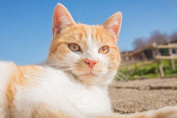 dog and kitten playing outside in the yard. dog and kitten friendship. puppy and kitten in a fun game.