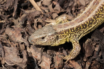 Zauneidechse ist bereits im Februar zur&uuml;ck aus ihrem Winterschlaf