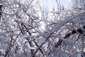 Frozen trees covered with snow. 