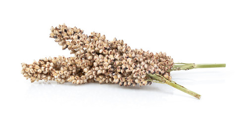 sorghum on white background