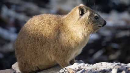 Close up from a Rock hyrax