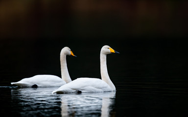 Swans