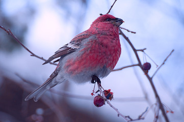 sits on a branch eats apples