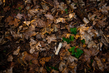 autumn leaves on the ground