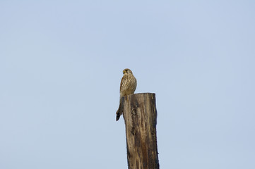 kestrel sits on a power pole