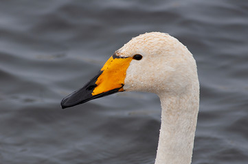 portrait of a young swan wintering on a lake