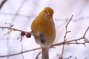 sits on a branch eats apples