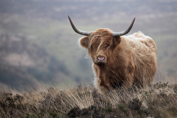 Highland cattle cow standing on open moorland - obrazy, fototapety, plakaty