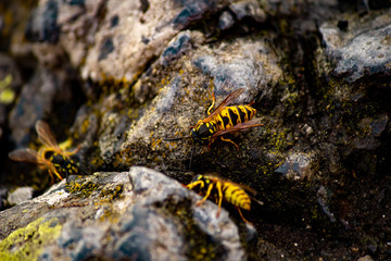 Wespen auf Fels in Nahaufnahme