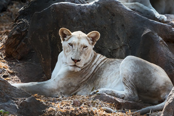 The female white lion