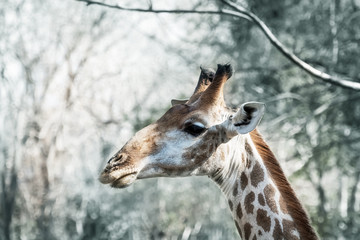 Close-up shot of giraffe head