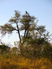 The famous Kruger National Park one of the oldest game reserves of the African continent with the world's largest collection of animal species in South Africa - DUR