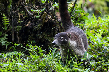 Coati animal strolling arround in Costa Rica, Central America