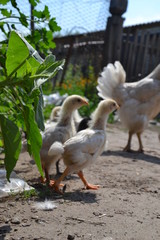 Volgograd Region - The Village