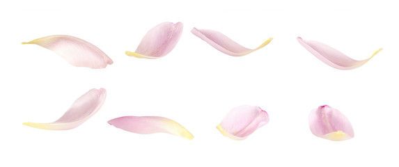Set of pink tulip petals - obrazy, fototapety, plakaty